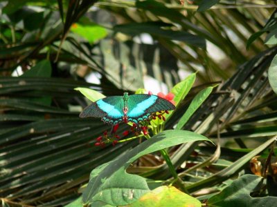 The Butterfly Conservatory at Niagara Falls