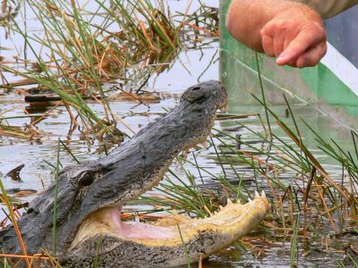 Alligator at Sawgrass Recreation Park, FL
