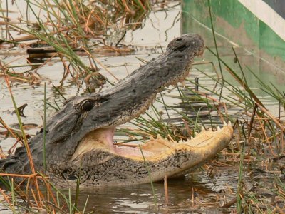 Alligator at Sawgrass Recreation Park, FL