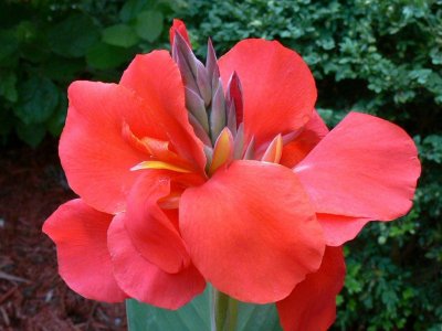 The beautiful Canna Lily