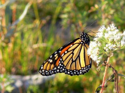 Monarch butterfly