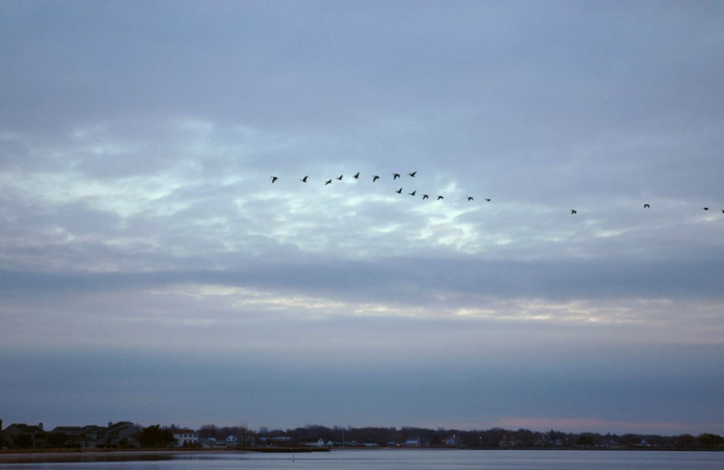 New Years Birds