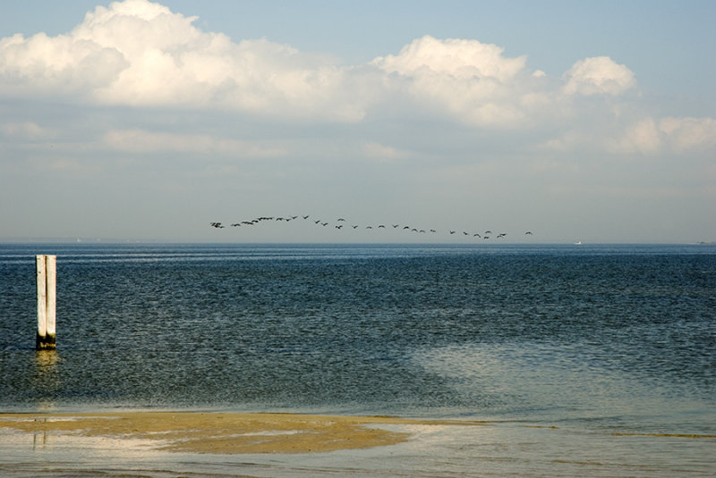 birds over the bay