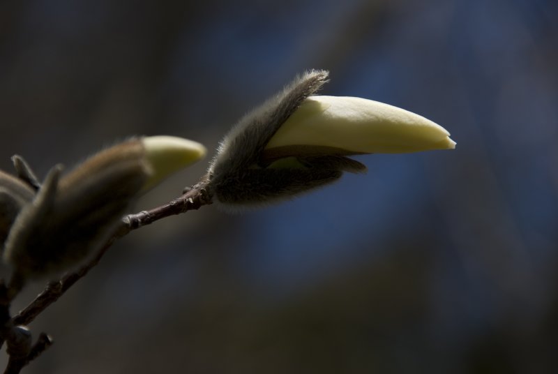 blooming pussywillow
