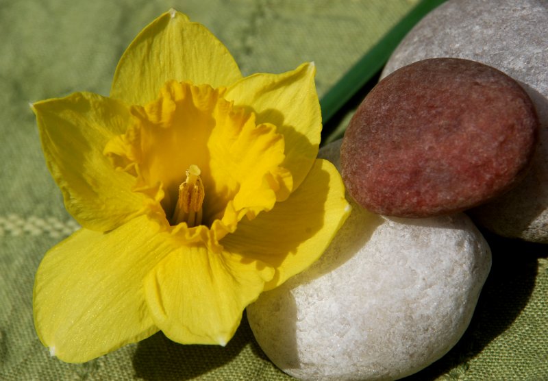 flower and stone
