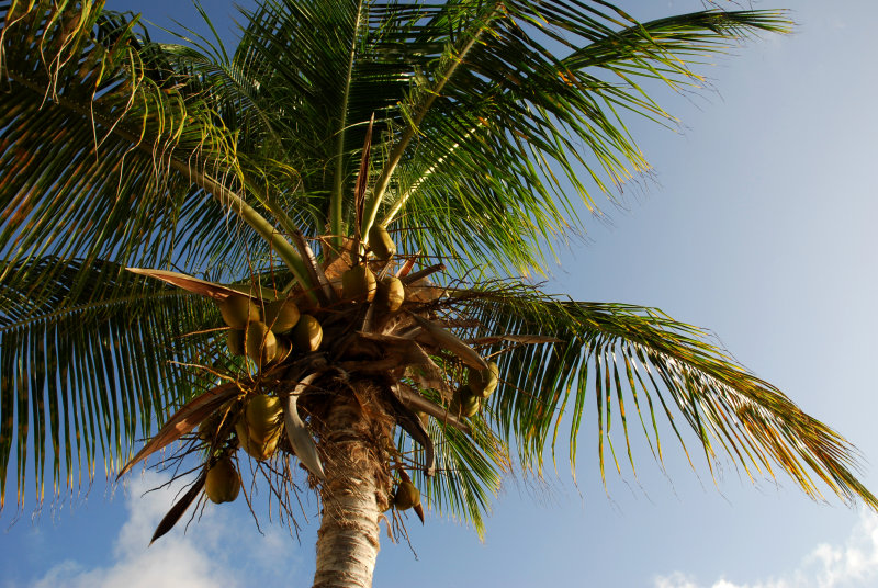 coconut palm tree  (Cocos nucifera)