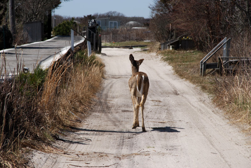 deer runs