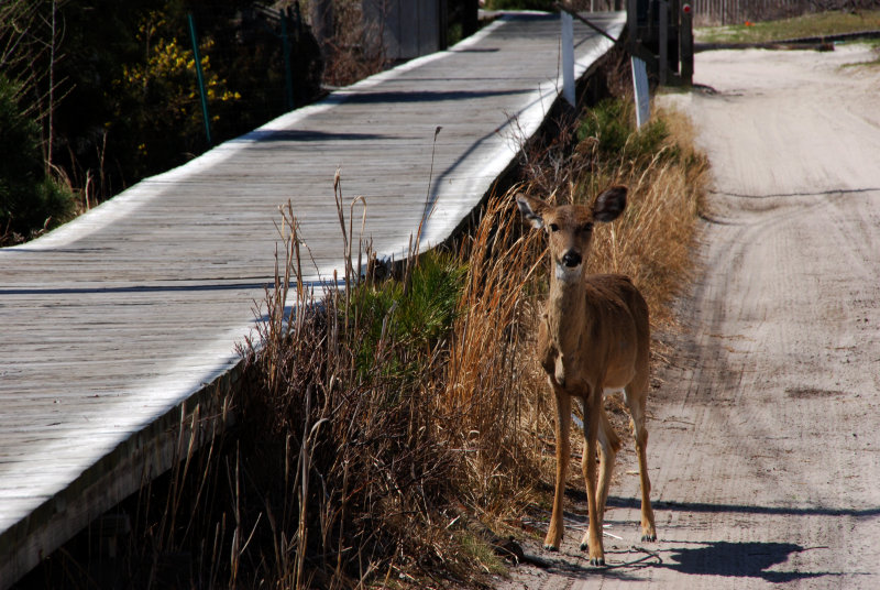 deer on fire island