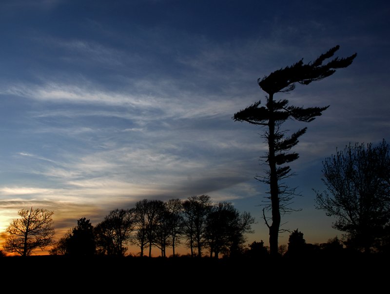 wind-blown pine