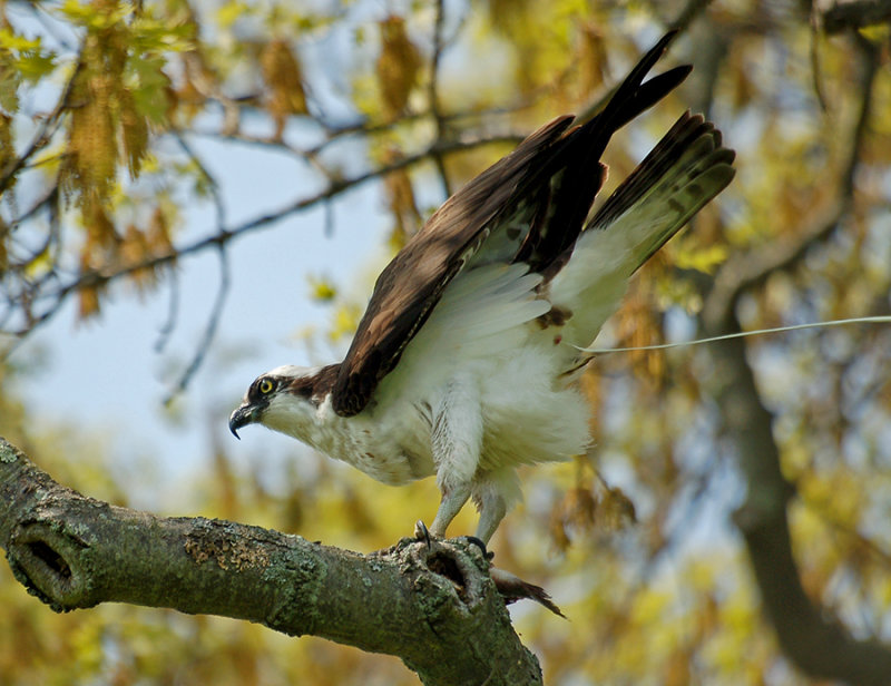 Osprey