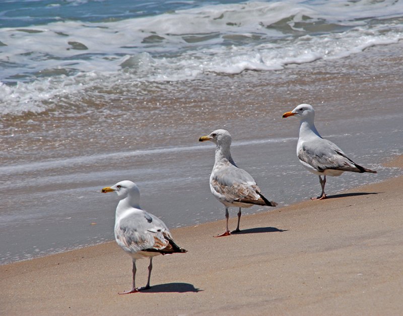 three gulls