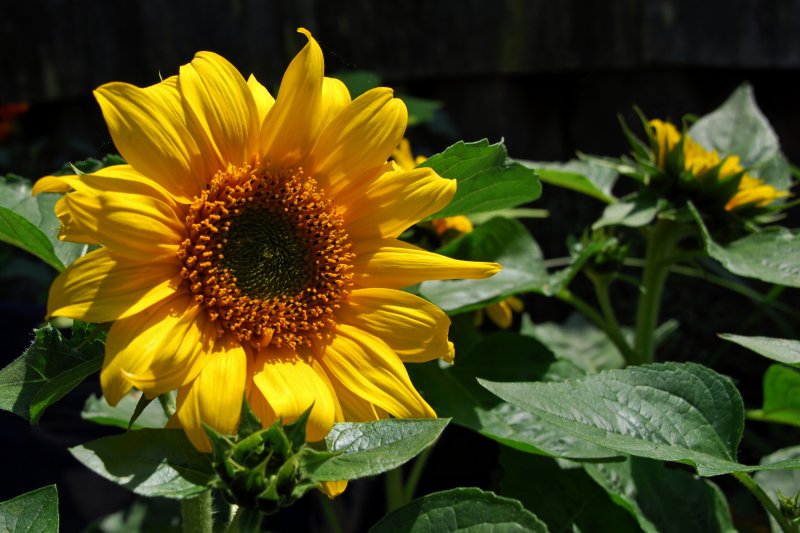  sunflower yellow