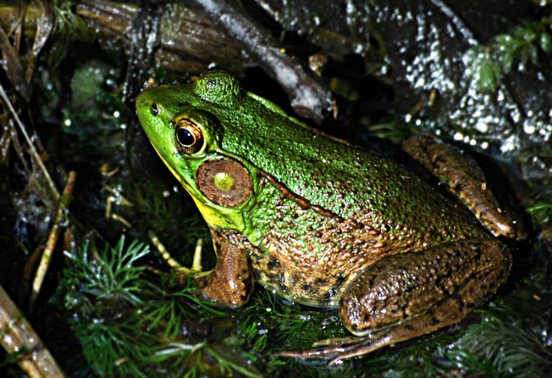 pond frog