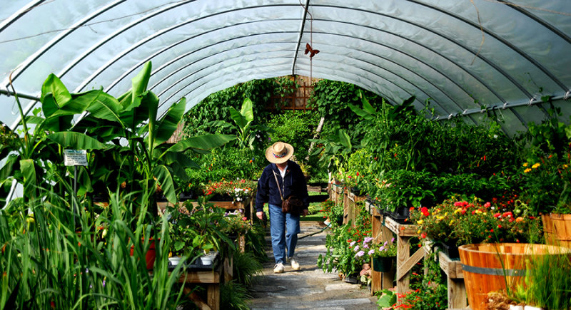 greenhouse