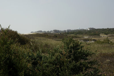 Sunken Forest Fire Island