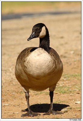 Canadian Goose