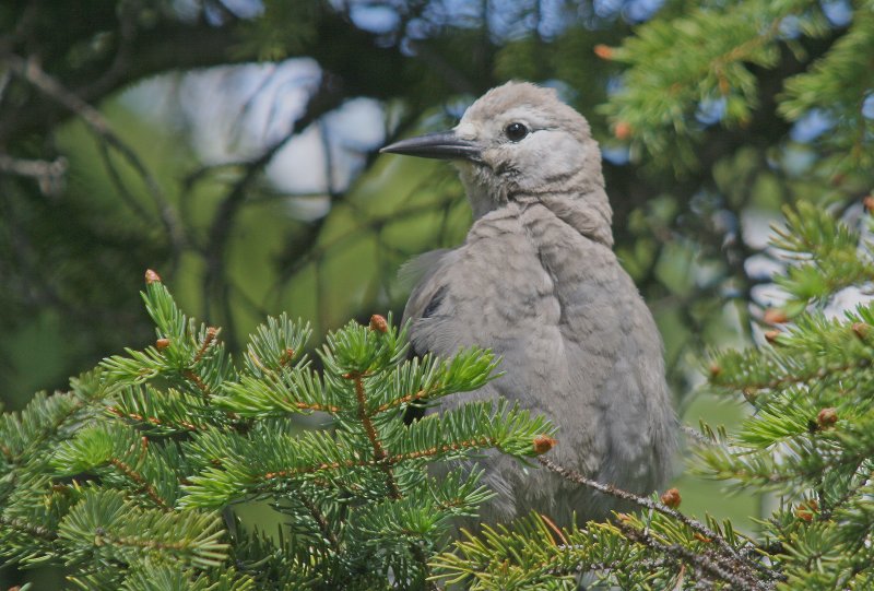 Clarks Nutcracker 