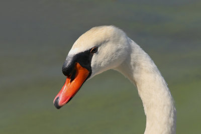 mute swan.jpg