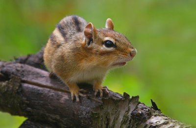 Chipmuck50702.jpg