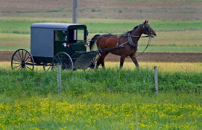Horse and buggy52002.jpg