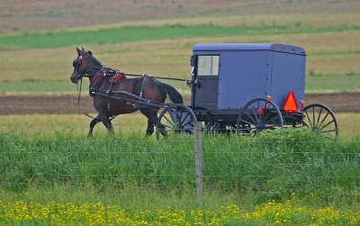 Horse and Buggy52003.jpg