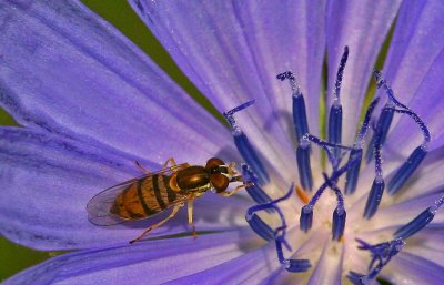 Hoverfly