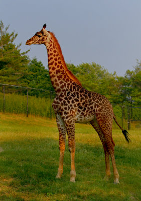 Giraffe 