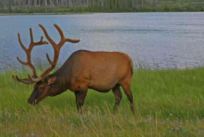 Elk70501.jpg