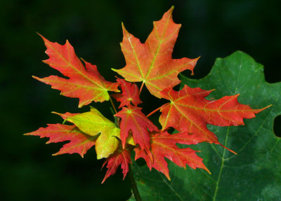 Fall leaves