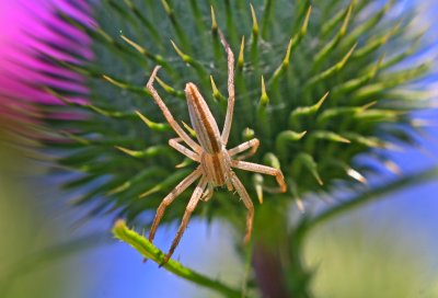 Wolf Spider