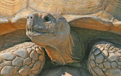 Tortoise