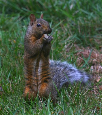 Gray Squirrel.jpg