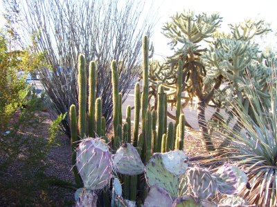 Mesa Botanical Garden