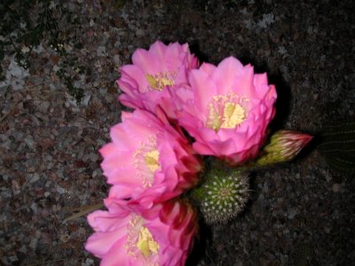 closer, new bloom, 4/3/07