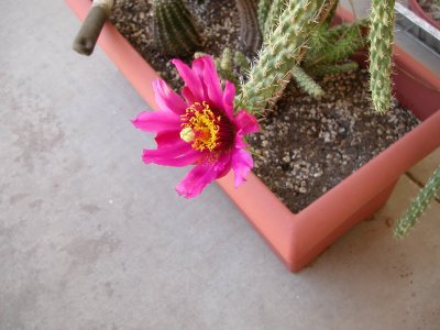 open Magenta flower, back patio, 5/17/07