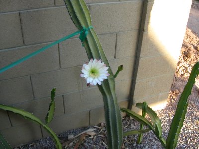 New flower, June 2007