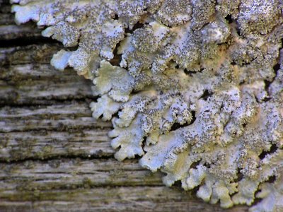 Klilav - Imshaugia aleurites - Salted starburst lichen