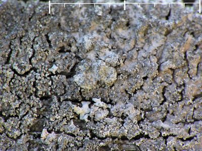 Klilav - Imshaugia aleurites - Salted starburst lichen