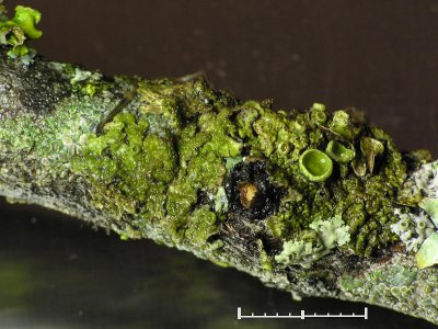 Vårtig sköldlav - Melanohalea exasperata - Camouflage lichen