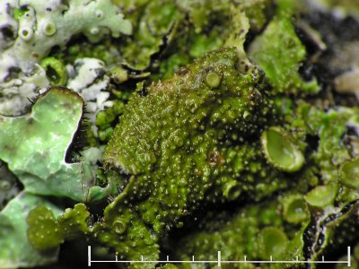 Vårtig sköldlav - Melanohalea exasperata - Camouflage lichen