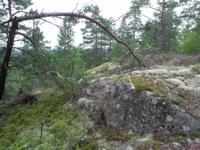 Finflikad skldlav - Melanelia panniformis - Lattice brown