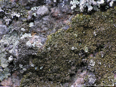 Finflikad sköldlav - Melanelia panniformis - Lattice brown