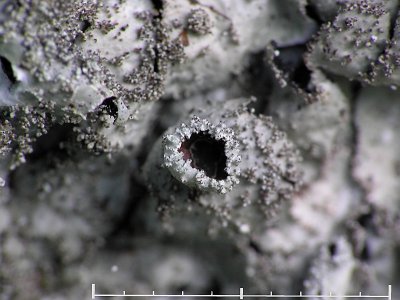 Färglav - Parmelia saxatilis - Salted shield
