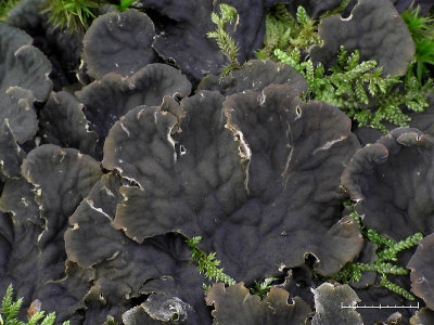 Tunn filtlav - Peltigera membranacea - Dog pelt or Membranous dog-lichen