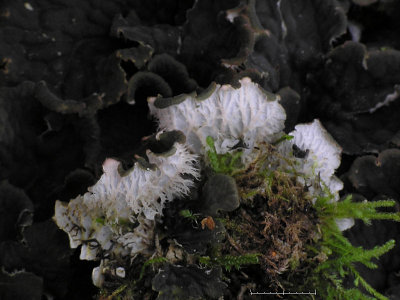 Tunn filtlav - Peltigera membranacea - Dog pelt or Membranous dog-lichen