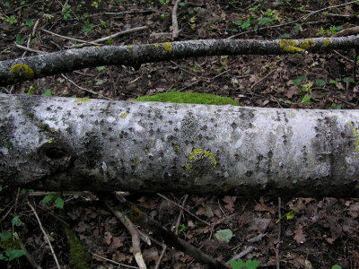 Aspkranslav - Phaeophyscia ciliata - Smooth shadow lichen