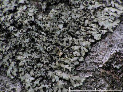 Aspkranslav - Phaeophyscia ciliata - Smooth shadow lichen