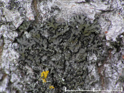 Kranslav - Phaeophyscia orbicularis - Granulated shadow or Mealy shadow lichen