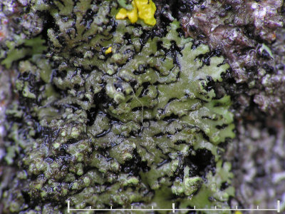 Kranslav - Phaeophyscia orbicularis - Granulated shadow or Mealy shadow lichen