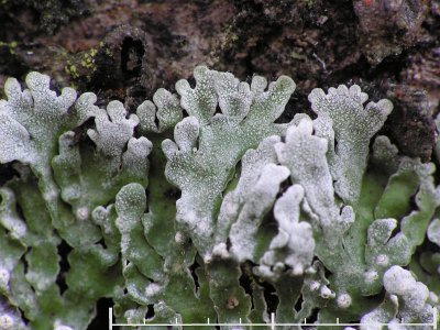 Dagglav - Physconia distorta - Grey-eyed frost